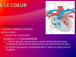 2- Morphologie interne
La pompe cardiaque comporte
quatre cavités :
2 atriums & 2 ventricules
 Le cœur gauche est composé de :
 L' atrium gauche recevant par 4 veines pulmonaires le sang
oxygéné en provenance des poumons et communiquant avec :
 Le ventricule gauche, propulsant dans I' aorte un sang riche en
oxygène.
 