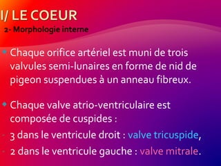 2- Morphologie interne
 Chaque orifice artériel est muni de trois
valvules semi-lunaires en forme de nid de
pigeon suspendues à un anneau fibreux.
 Chaque valve atrio-ventriculaire est
composée de cuspides :
- 3 dans le ventricule droit : valve tricuspide,
- 2 dans le ventricule gauche : valve mitrale.
 