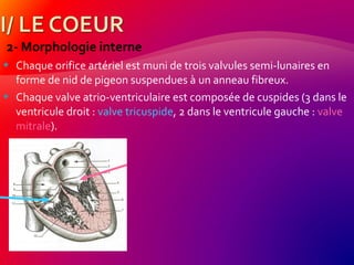 2- Morphologie interne
 Chaque orifice artériel est muni de trois valvules semi-lunaires en
forme de nid de pigeon suspendues à un anneau fibreux.
 Chaque valve atrio-ventriculaire est composée de cuspides (3 dans le
ventricule droit : valve tricuspide, 2 dans le ventricule gauche : valve
mitrale).
 