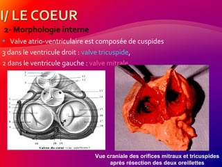 2- Morphologie interne
 Valve atrio-ventriculaire est composée de cuspides
3 dans le ventricule droit : valve tricuspide,
2 dans le ventricule gauche : valve mitrale.
Vue craniale des orifices mitraux et tricuspides
après résection des deux oreillettes
 
