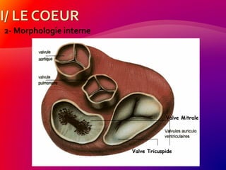 2- Morphologie interne
Valve Tricuspide
Valve Mitrale
 