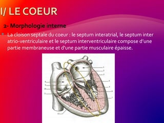 2- Morphologie interne
 La cloison septale du coeur : le septum interatrial, le septum inter
atrio-ventriculaire et le septum interventriculaire compose d’une
partie membraneuse et d'une partie musculaire épaisse.
 