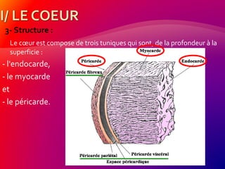 3- Structure :
Le cœur est compose de trois tuniques qui sont, de la profondeur à la
superficie :
- l'endocarde,
- le myocarde
et
- le péricarde.
 