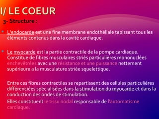 3- Structure :
 L'endocarde est une fine membrane endothéliale tapissant tous les
éléments contenus dans la cavité cardiaque.
 Le myocarde est la partie contractile de la pompe cardiaque.
Constitue de fibres musculaires striés particulières mononuclées
enchevêtrées avec une résistance et une puissance nettement
supérieure a la musculature striée squelettique.
Entre ces fibres contractiles se repartissent des cellules particulières
différenciées spécialisées dans la stimulation du myocarde et dans la
conduction des ondes de stimulation.
Elles constituent le tissu nodal responsable de l'automatisme
cardiaque.
 