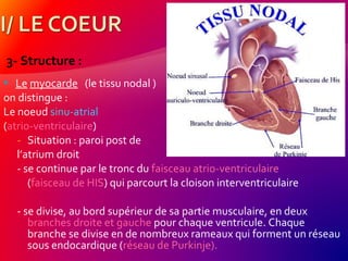 3- Structure :
 Le myocarde (le tissu nodal )
on distingue :
Le noeud sinu-atrial
(atrio-ventriculaire)
- Situation : paroi post de
l’atrium droit
- se continue par le tronc du faisceau atrio-ventriculaire
(faisceau de HIS) qui parcourt la cloison interventriculaire
- se divise, au bord supérieur de sa partie musculaire, en deux
branches droite et gauche pour chaque ventricule. Chaque
branche se divise en de nombreux rameaux qui forment un réseau
sous endocardique (réseau de Purkinje).
 