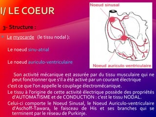 3- Structure :
 Le myocarde (le tissu nodal ):
Le noeud sinu-atrial
Le noeud auriculo-ventriculaire
Son activité mécanique est assurée par du tissu musculaire qui ne
peut fonctionner que s'il a été activé par un courant électrique
c'est ce que l'on appelle le couplage électromécanique.
Le tissu à l'origine de cette activité électrique possède des propriétés
d'AUTOMATISME et de CONDUCTION : c'est le tissu NODAL.
Celui-ci comporte le Noeud Sinusal, le Noeud Auriculo-ventriculaire
d'Aschoff-Tawara, le faisceau de His et ses branches qui se
terminent par le réseau de Purkinje.
 