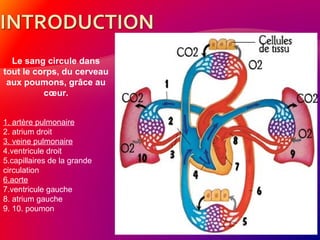 Le sang circule dans
tout le corps, du cerveau
aux poumons, grâce au
cœur.
1. artère pulmonaire
2. atrium droit
3. veine pulmonaire
4.ventricule droit
5.capillaires de la grande
circulation
6.aorte
7.ventricule gauche
8. atrium gauche
9. 10. poumon
 