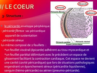 3- Structure :
 le péricarde enveloppe périphérique:
- péricarde fibreux sac péricardique
appareil de sustentation
- péricarde séreux
lui-même composé de 2 feuillets :
*un feuillet viscéral (épicarde) adhérent au tissu myocardique et
*un feuillet pariétal délimitant avec le précèdent un espace de
glissement facilitant la contraction cardiaque. Cet espace ne devient
une cavité (cavité péricardique) que lors de situations pathologiques
engendrant un épanchement séreux (péricardite liquidienne),
sanguin (hémo-péricarde) ou aérien (pneumo-péricarde).
 