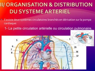  Il existe deux systèmes circulatoires branchés en dérivation sur la pompe
cardiaque:
1- La petite circulation artérielle ou circulation pulmonaire.
 