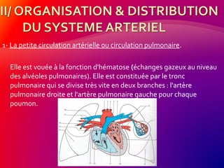 1- La petite circulation artérielle ou circulation pulmonaire.
Elle est vouée à la fonction d'hématose (échanges gazeux au niveau
des alvéoles pulmonaires). Elle est constituée par le tronc
pulmonaire qui se divise très vite en deux branches : l'artère
pulmonaire droite et l'artère pulmonaire gauche pour chaque
poumon.
 