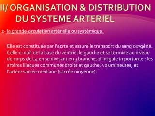 2- la grande circulation artérielle ou systémique.
Elle est constituée par I'aorte et assure le transport du sang oxygéné.
Celle-ci naît de la base du ventricule gauche et se termine au niveau
du corps de L4 en se divisant en 3 branches d'inégale importance : les
artères iliaques communes droite et gauche, volumineuses, et
I'artère sacrée médiane (sacrée moyenne).
 