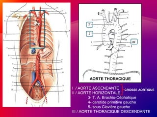 AORTE THORACIQUE
I / AORTE ASCENDANTE
II / AORTE HORIZONTALE
3- T. A. Brachio-Cèphalique
4- carotide primitive gauche
5- sous Clavière gauche
III / AORTE THORACIQUE DESCENDANTE
CROSSE AORTIQUE
 