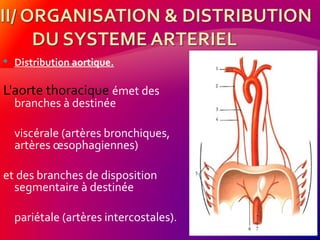  Distribution aortique.
L'aorte thoracique émet des
branches à destinée
viscérale (artères bronchiques,
artères œsophagiennes)
et des branches de disposition
segmentaire à destinée
pariétale (artères intercostales).
 