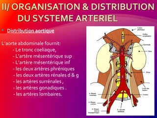  Distribution aortique
L’aorte abdominale fournit:
- Le tronc coeliaque,
- L'artère mésentérique sup
- L’artère mésentérique inf
- les deux artères phréniques
- les deux artères rénales d & g
- les artères surrénales ,
- les artères gonadiques .
- les artères lombaires.
 