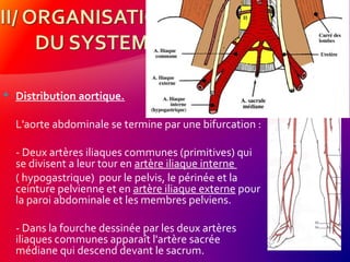  Distribution aortique.
L'aorte abdominale se termine par une bifurcation :
- Deux artères iliaques communes (primitives) qui
se divisent a leur tour en artère iliaque interne
( hypogastrique) pour le pelvis, le périnée et la
ceinture pelvienne et en artère iliaque externe pour
la paroi abdominale et les membres pelviens.
- Dans la fourche dessinée par les deux artères
iliaques communes apparaît l'artère sacrée
médiane qui descend devant le sacrum.
 