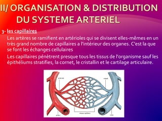 3- les capillaires
Les artères se ramifient en artérioles qui se divisent elles-mêmes en un
très grand nombre de capillaires a l'intérieur des organes. C'est la que
se font les échanges cellulaires
Les capillaires pénètrent presque tous les tissus de l'organisme sauf les
épithéliums stratifies, la cornet, le cristallin et le cartilage articulaire.
cellule
 