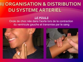 LE POULS
Onde de choc née dans l'aorte lors de la contraction
du ventricule gauche et transmise par le sang
 