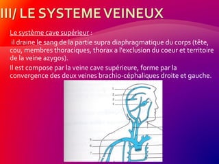 Le système cave supérieur :
il draine le sang de la partie supra diaphragmatique du corps (tête,
cou, membres thoraciques, thorax a l'exclusion du coeur et territoire
de la veine azygos).
Il est compose par la veine cave supérieure, forme par la
convergence des deux veines brachio-céphaliques droite et gauche.
 