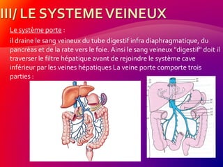 Le système porte :
il draine le sang veineux du tube digestif infra diaphragmatique, du
pancréas et de la rate vers le foie. Ainsi le sang veineux "digestif" doit il
traverser le filtre hépatique avant de rejoindre le système cave
inférieur par les veines hépatiques La veine porte comporte trois
parties :
 