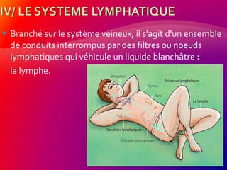  Branché sur le système veineux, il s'agit d'un ensemble
de conduits interrompus par des filtres ou noeuds
lymphatiques qui véhicule un liquide blanchâtre :
la lymphe.
 