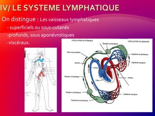 On distingue : Les vaisseaux Iymphatiques
- superficiels ou sous-cutanés
-profonds, sous aponévrotiques
-viscéraux.
 