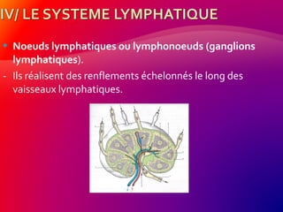 Noeuds lymphatiques ou lymphonoeuds (ganglions
lymphatiques).
- Ils réalisent des renflements échelonnés le long des
vaisseaux lymphatiques.
 