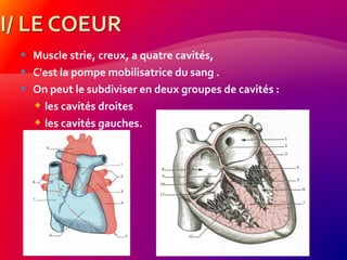  Muscle strie, creux, a quatre cavités,
 C'est la pompe mobilisatrice du sang .
 On peut le subdiviser en deux groupes de cavités :
 les cavités droites
 les cavités gauches.
 