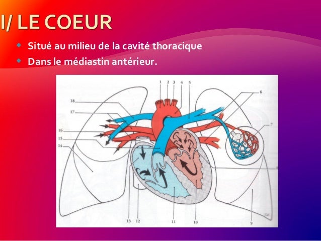 problème circulatoire 5 lettres
