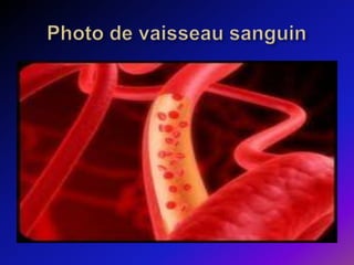 Photo de vaisseau sanguin
