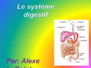 Le système digestif Par: AlexeLaPointe 