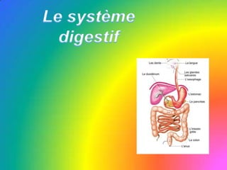 Le système digestif 