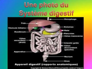 Une photo du,[object Object],Système digestif,[object Object]