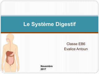 Classe EB6
Evalice Antoun
Le Système Digestif
Novembre
2017
 