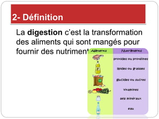 Le système digestif | PPTX