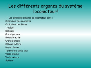 Les différents organes du système locomoteur! Les différents organes de locomoteur sont : Orbiculaire des paupières  Orbiculaire des lèvres  Trapèze  Deltoïde  Grand pectoral Biceps brachial Grand dentelé Oblique externe  Moyen fessier Tenseur du fascia lata Vaste interne Vaste externe Soléaire  