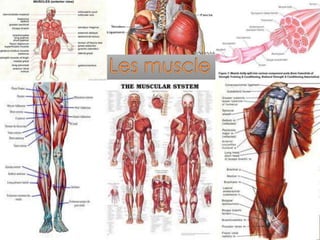 Le système musculaire et osseux