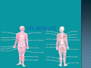Les muscles<br />
