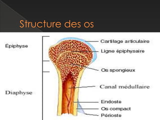 Le système musculaire et osseux