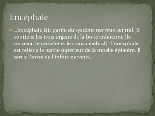 L’encéphale fait partie du système nerveux central. Il contiens les trois organe de la boite crânienne (le  cerveau, le cervelet et le tronc cérébral). L’encéphale est relier a le partie supérieur de la moelle épinière. Il sert a l’envoi de l’influx nerveux.       Encéphale  