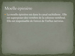 La moelle épinière est dans le canal rachidiens . Elle est superposer des vertèbre de la colonne vertébral. Elle est responsable de l’envoi de l’influx nerveux.Moelle épinière