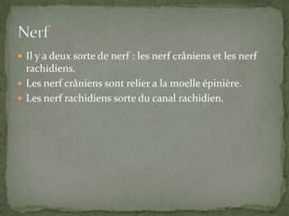 Il y a deux sorte de nerf : les nerf crâniens et les nerf rachidiens.  Les nerf crâniens sont relier a la moelle épinière.Les nerf rachidiens sorte du canal rachidien.Nerf   