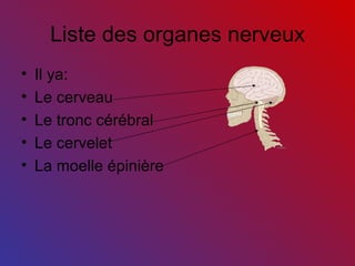 Liste des organes nerveux Il ya: Le cerveau Le tronc cérébral Le cervelet La moelle épinière 
