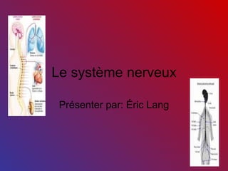 Le système nerveux Présenter par: Éric Lang 