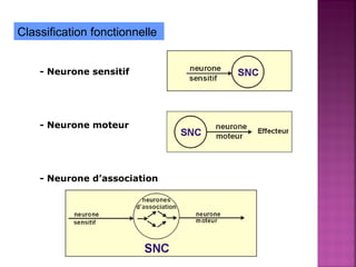 Classification fonctionnelle 
- Neurone sensitif 
- Neurone moteur 
- Neurone d’association 
 