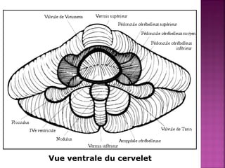 Vue ventrale du cervelet 
 