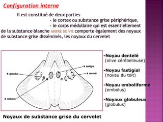 Configuration interne 
-Noyau dentelé 
(olive cérébelleuse) 
-Noyau fastigial 
(noyau du toit) 
-Noyau emboliforme 
(embolus) 
-Noyaux globuleux 
(globulus) 
Noyaux de substance grise du cervelet 
 