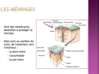  Sont des membranes 
destinées à protéger le 
névraxe 
 Elles sont au nombre de 
trois, de l'extérieur vers 
l'intérieur : 
- la dure-mère 
- l'arachnoïde 
- la pie-mère 
 
