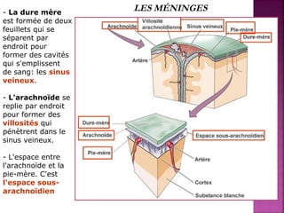 - La dure mère LES MÉNINGES 
est formée de deux 
feuillets qui se 
séparent par 
endroit pour 
former des cavités 
qui s'emplissent 
de sang: les sinus 
veineux. 
- L'arachnoïde se 
replie par endroit 
pour former des 
villosités qui 
pénètrent dans le 
sinus veineux. 
- L'espace entre 
l'arachnoïde et la 
pie-mère. C'est 
l'espace sous-arachnoïdien 
 