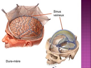 Dure-mère 
Sinus 
veineux 
 