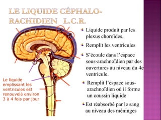 Liquide produit par les 
plexus choroïdes. 
Remplit les ventricules 
S’écoule dans l’espace 
sous-arachnoïdien par des 
ouvertures au niveau du 4e 
ventricule. 
Remplit l’espace sous-arachnoïdien 
où il forme 
un coussin liquide 
Est réabsorbé par le sang 
au niveau des méninges 
Le liquide 
emplissant les 
ventricules est 
renouvelé environ 
3 à 4 fois par jour 
 